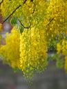 Cassia fistula, Golden Shower Tree, Yellow flowers in full bloom with rain drops after rainfall beautiful in garden blurred of Royalty Free Stock Photo