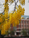 Cassia fistula, Golden Shower Tree, Yellow flowers in full bloom with rain drops after rainfall beautiful in garden blurred of Royalty Free Stock Photo