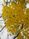 Cassia fistula, Golden Shower Tree, Yellow flowers in full bloom with rain drops after rainfall beautiful in garden blurred of Royalty Free Stock Photo