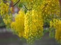 Cassia fistula, Golden Shower Tree, Yellow flowers in full bloom with rain drops after rainfall beautiful in garden blurred of Royalty Free Stock Photo