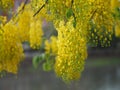 Cassia fistula, Golden Shower Tree, Yellow flowers in full bloom with rain drops after rainfall beautiful in garden blurred of Royalty Free Stock Photo