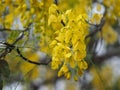 Cassia fistula, Golden Shower Tree, Yellow flowers in full bloom with rain drops after rainfall beautiful in garden blurred of Royalty Free Stock Photo