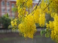 Cassia fistula, Golden Shower Tree, Yellow flowers in full bloom with rain drops after rainfall beautiful in garden blurred of Royalty Free Stock Photo