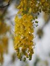 Cassia fistula, Golden Shower Tree, Yellow flowers in full bloom with rain drops after rainfall beautiful in garden blurred of Royalty Free Stock Photo