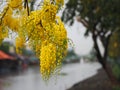 Cassia fistula, Golden Shower Tree, Yellow flowers in full bloom with rain drops after rainfall beautiful in garden blurred of Royalty Free Stock Photo