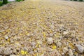 Cassia fistula known as the golden shower tree fallen flowers on ground Royalty Free Stock Photo