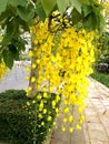 Cassia Fistula Linn