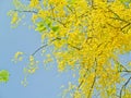 Cassia Fistula