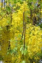 Cassia fistula. Pods and yellow flowers plants Royalty Free Stock Photo