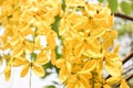 Cassia fistula is Thailand national flower Royalty Free Stock Photo