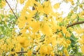 Cassia fistula is Thailand national flower Royalty Free Stock Photo