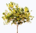 Cassia fistula tree. Golden Shower Tree. Fabaceae. Caesalpinioideae. Plant. isolated on white background