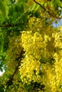 Cassia fistula tree, yellow flower Royalty Free Stock Photo