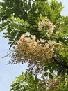 Cassia fistula x Cassia bakeriana or Cassia fistula x Cassia javanica bloom on tree in nature garden Royalty Free Stock Photo