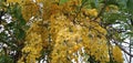 Cassia fistula yellow cute flower