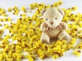 Cassia flower bear