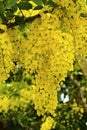 Cassia Flower Royalty Free Stock Photo