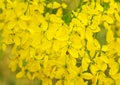 Cassia Flower Royalty Free Stock Photo