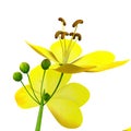 Cassia (genus) Royalty Free Stock Photo