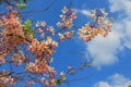 Cassia grandis flowers.