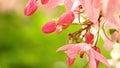 Cassia javanica Linn. Caesalpiniaceae, Pink-and-white-Shower. in garden Royalty Free Stock Photo