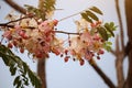 Cassia javanica pink rainbow flowers blooming pink bath tree background beautiful sky in summer thailand nature background