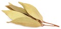 Cassia leaves Royalty Free Stock Photo