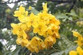 Cassia leptophylla, Gold medallion tree