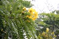 Cassia leptophylla, Gold medallion tree