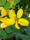 Cassia leptophylla is a tropical tree species in the genus Cassia.