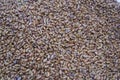 Cassia seed