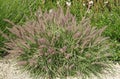 Cassian grass Pennisetum alopecuroides