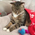 Tabby cat looks festive in red