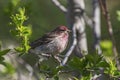 Cassin's Finch Haemorhous cassinii