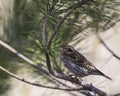 Cassin's Finch Haemorhous cassinii