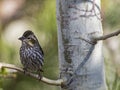 Cassin's Finch Haemorhous cassinii