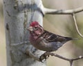 Cassin's Finch Haemorhous cassinii