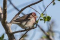 Cassin's Finch Haemorhous cassinii