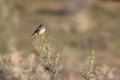 Cassin`s Kingbird on a bush in soutnern Utah