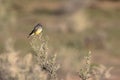 Cassin`s Kingbird on a bush in southern Utah