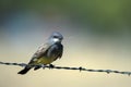 Cassin`s Kingbird carries nesting material