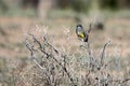 Cassin`s Kingbird perches on a bare bush in spring in New Mexico