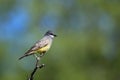 Cassin's Kingbird, Tyrannus vociferans