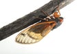 Cassin\'s periodical cicada, Brood X.