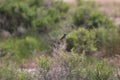 Cassin`s Sparrow Peucaea cassinii 4 Royalty Free Stock Photo