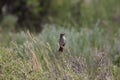 Cassin`s Sparrow Peucaea cassinii 10 Royalty Free Stock Photo