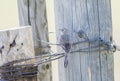 Cassin`s Sparrow Peucaea cassinii on the Pawnee National Grass Royalty Free Stock Photo