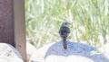 Cassin`s Sparrow Peucaea cassinii on the Pawnee National Grass Royalty Free Stock Photo