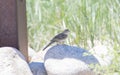 Cassin`s Sparrow Peucaea cassinii on the Pawnee National Grass Royalty Free Stock Photo