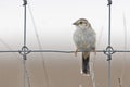 Cassin`s Sparrow, Peucaea cassinii, perched on a fence Royalty Free Stock Photo